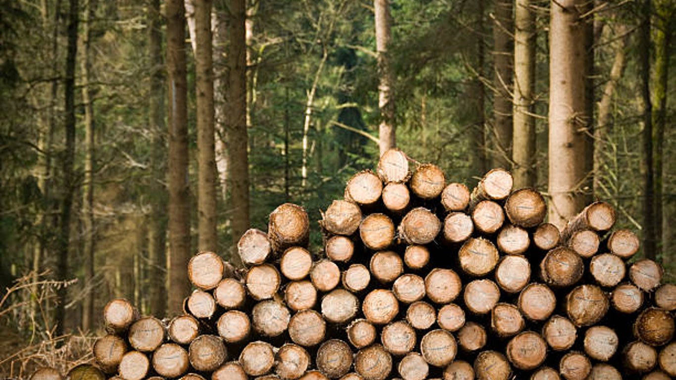 Лісгосп на Харківщині вирубав 600 дерев на 1,1 млн грн – прокуратура подала позов до суду