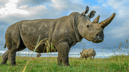 Північний носоріг на межі вимирання: чи зможуть вчені врятувати представників виду - 285x160