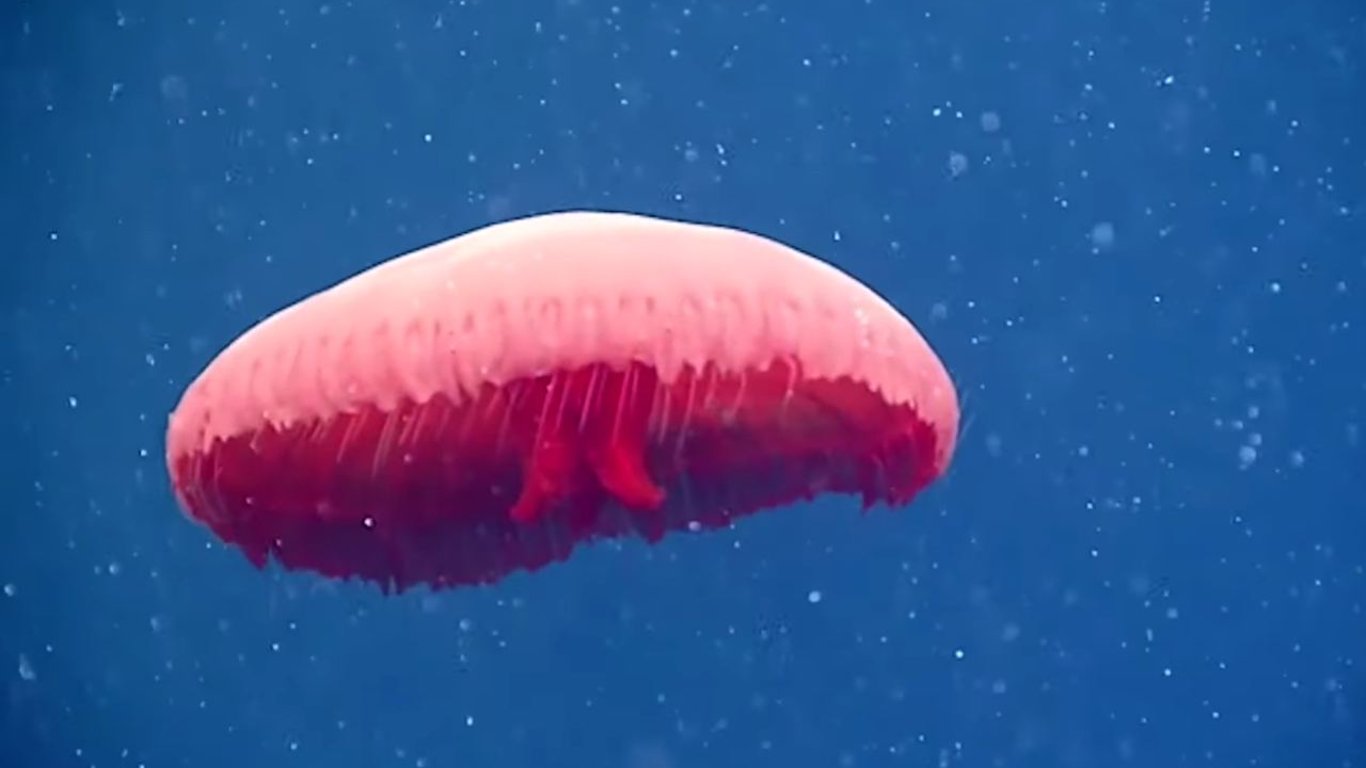Новый вид медуз нашли ученые на глубине 700 м в Атлантическом океане - видео