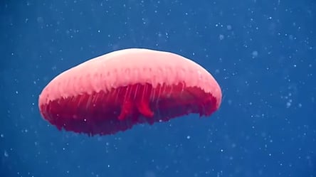 Кроваво-красные и с бахромой: ученые нашли новый вид медуз в Атлантическом океане. Видео - 285x160