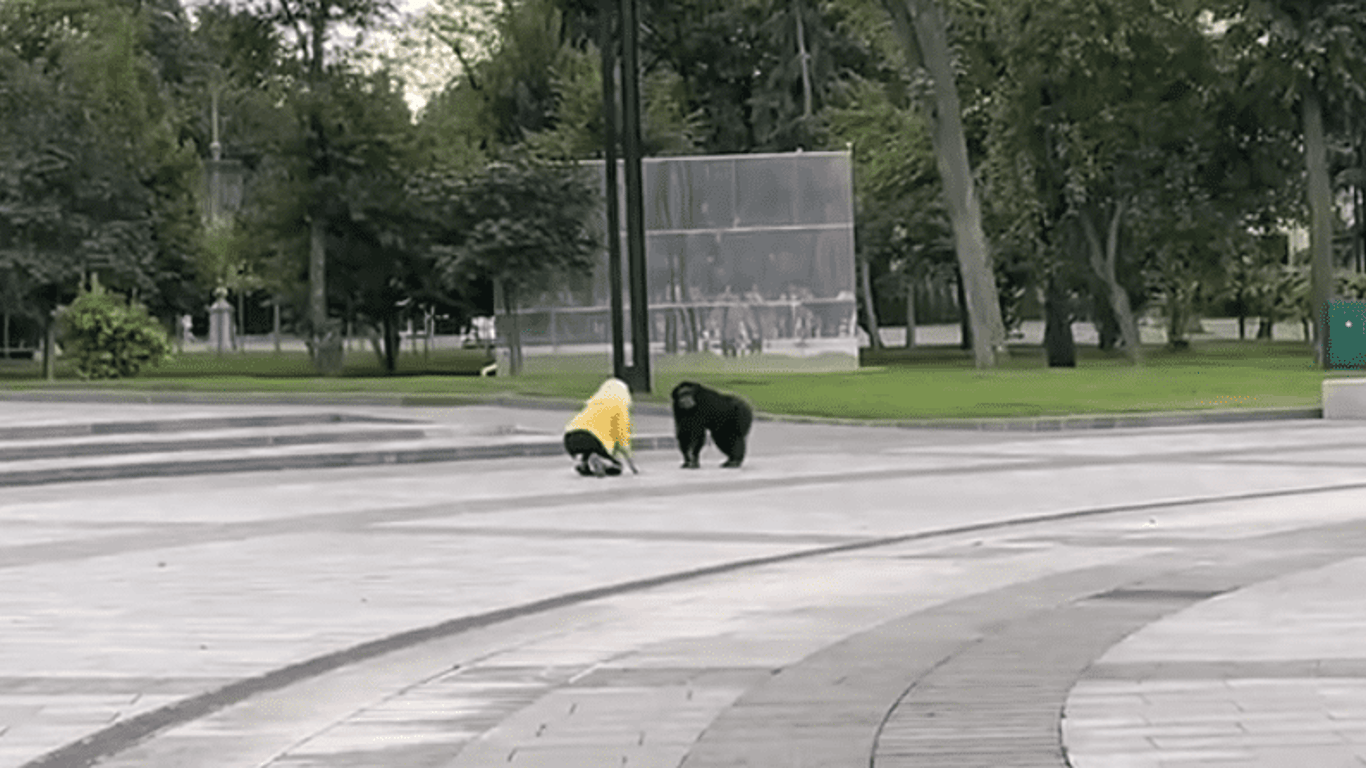 Харьковом бегает сбежавшая из зоопарка обезьяна: ее уговаривают вернуться (видео)