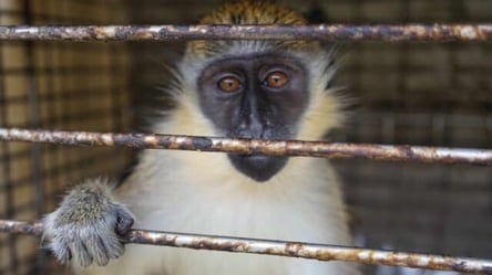 Врятувати Жужика: львів'яни збирають кошти для вилучення мавпочки з пересувного зоопарку - 285x160