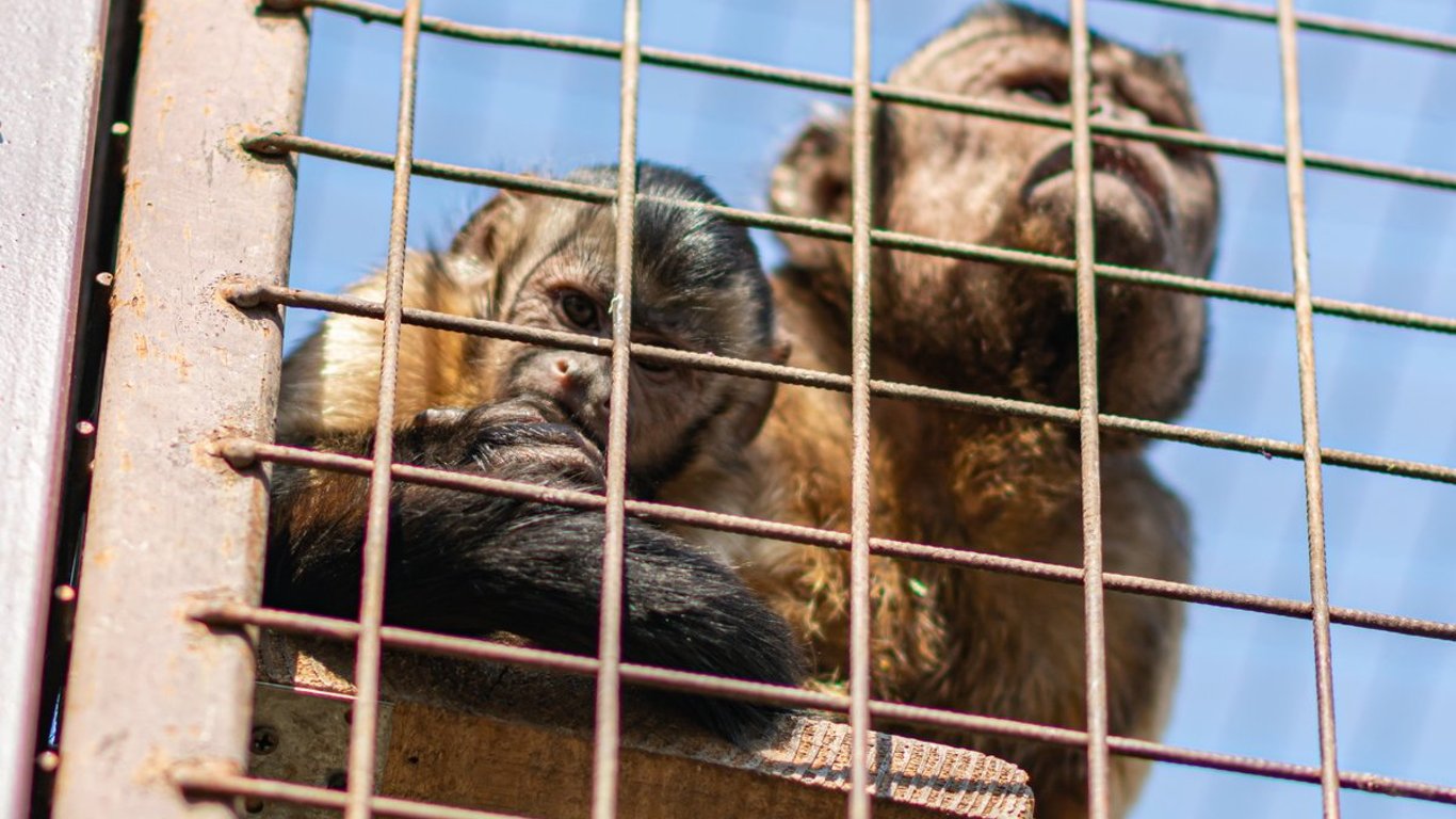 Обезьяны в зоопарке под Киевом не выдерживали оккупацию и разбивались о вольер