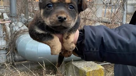 Одеські патрульні витягли цуценя з чотириметрової ями. Фото - 285x160