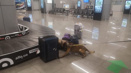 Привезла сувенір з Єгипту: в аеропорту в одеситки собака знайшов марихуану. Фото - 285x160