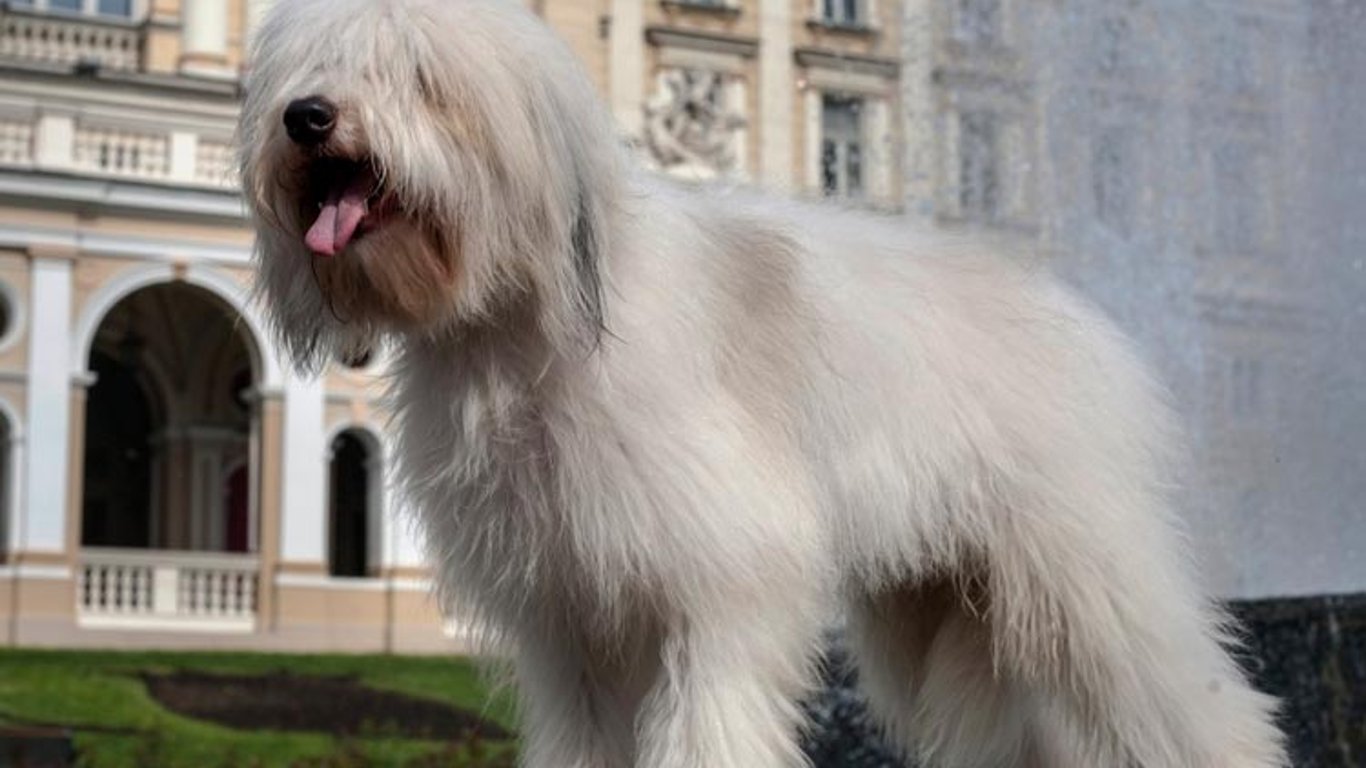 Порода собак з Одеси — як виглядає одіс