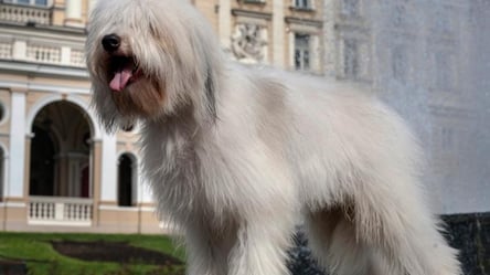 Одеська порода собак – одіс: як виглядає ідеальний домашній улюбленець - 285x160