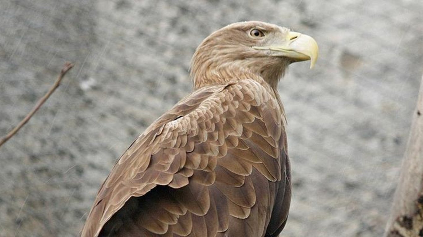 У Чорнобилі помітили рідкісних птахів - фото