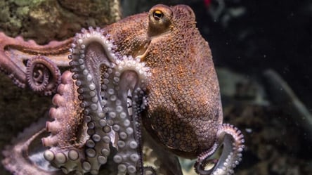 Ученые узнали, что осьминоги могут швырять друг в друга разные предметы - 285x160