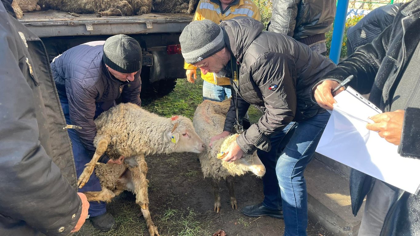 Раздача овец в Одесской области - поголовье распределили между 24 семьями