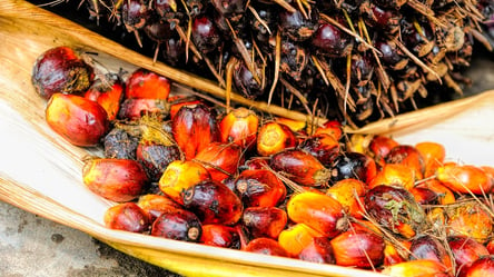 Названа смертельная опасность пальмового масла: чем грозит - 285x160