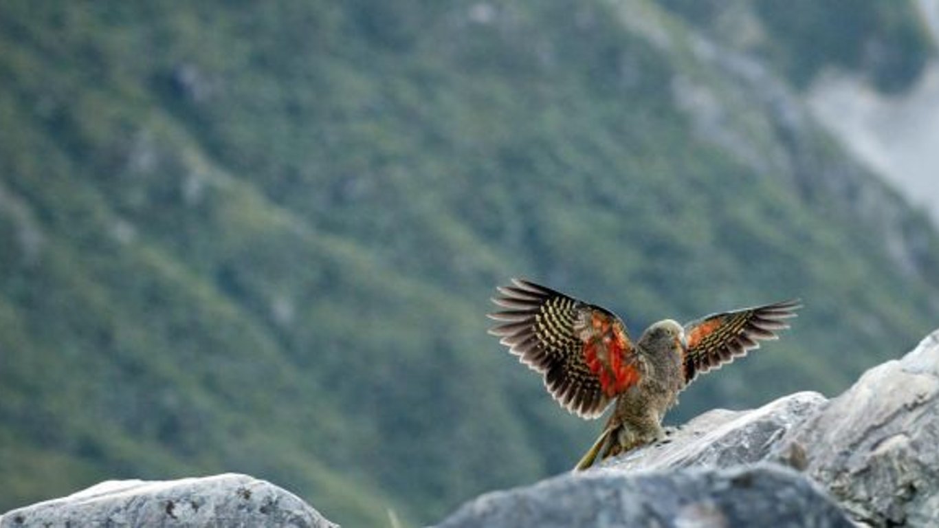 В Новій Зеландії птах вкрав камеру туристів та зняв свою втечу