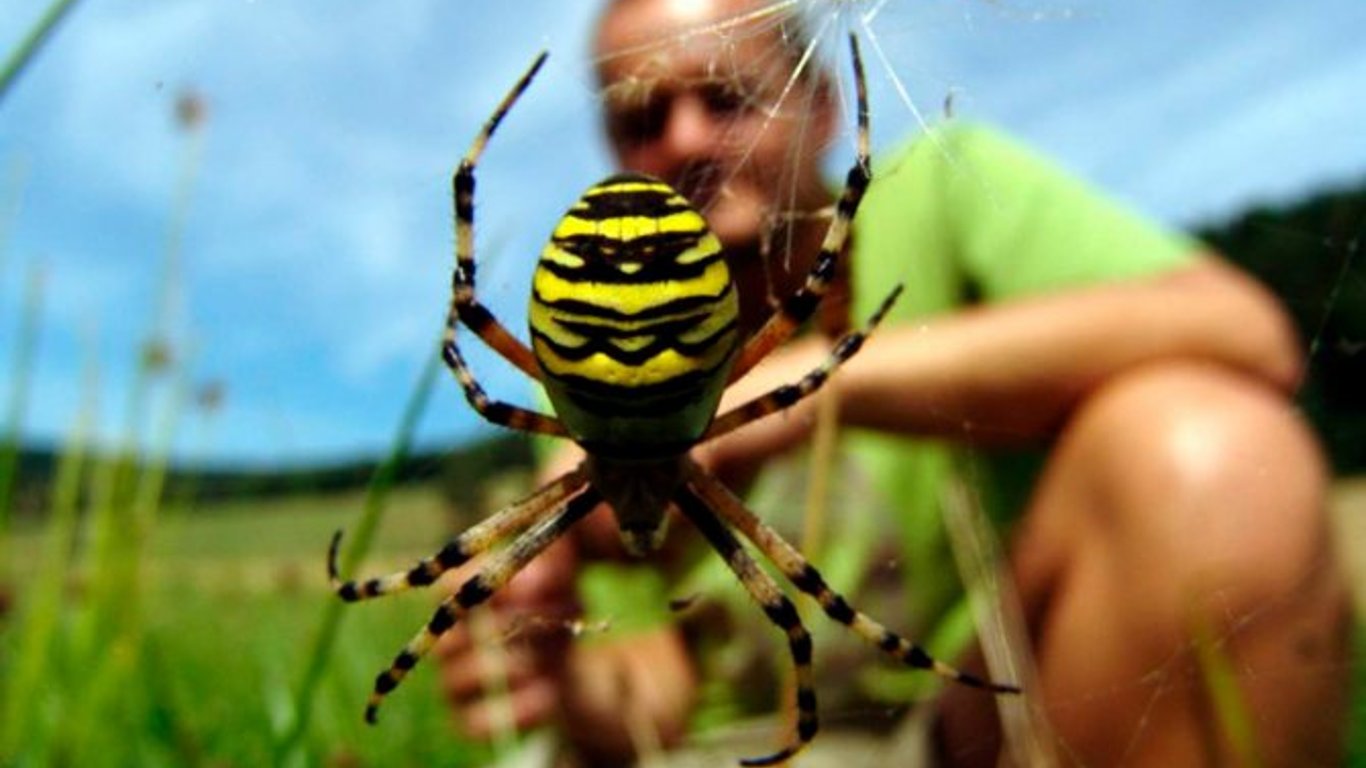 Есть ли ядовитые пауки в Украине?