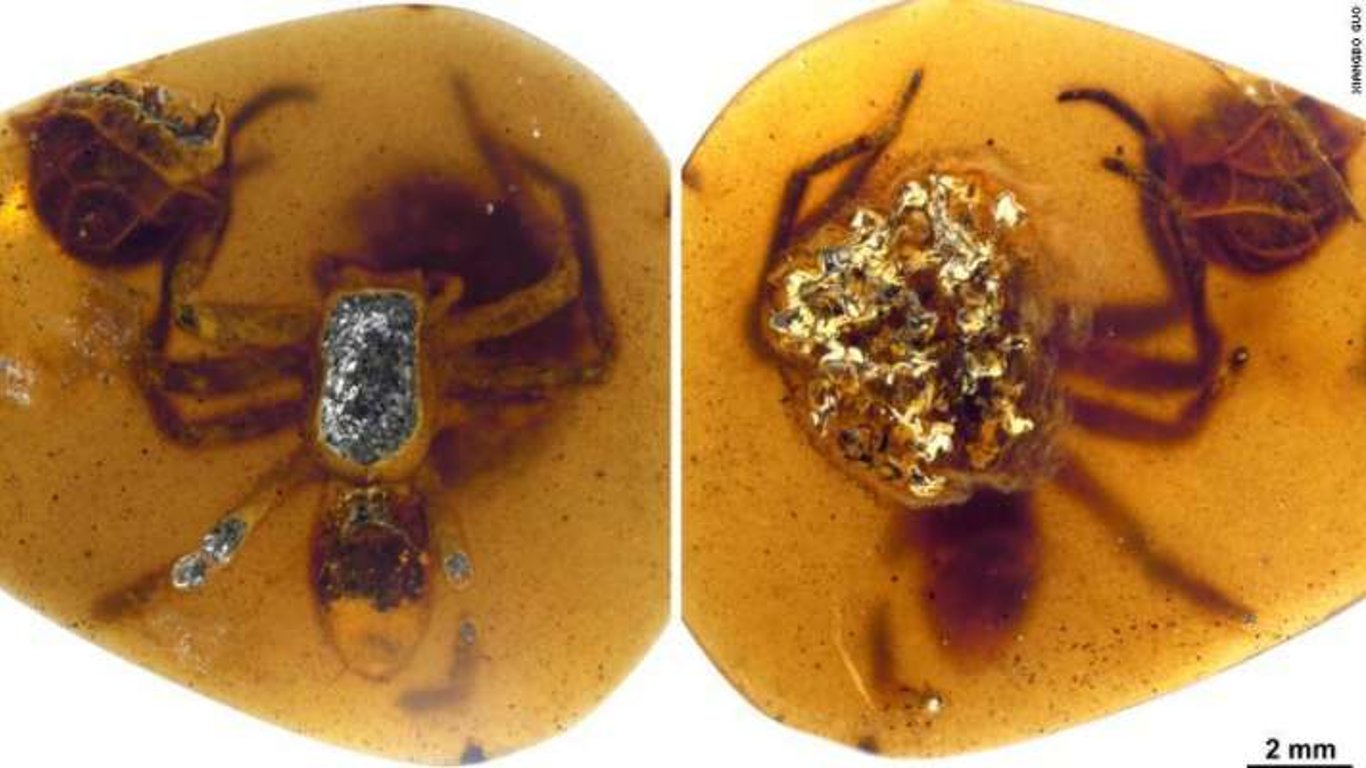 Ученые нашли в янтаре пауков возрастом 99 млн лет