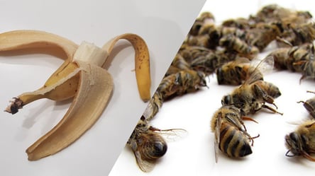 Пчелы, пиявки и шкурки от бананов: какие на вкус блюда из странных ингредиентов - 285x160
