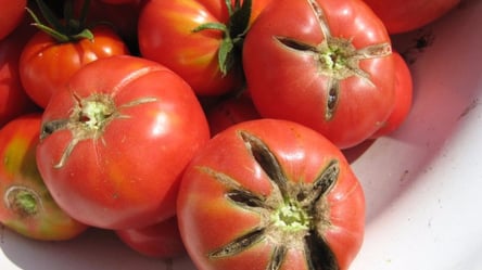 Багатий врожай: оригінальні ідеї, що робити з помідорами, які почали псуватися - 285x160