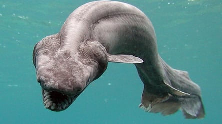 Причудливые чудовища: 5 самых страшных обитателей подводного мира - 285x160