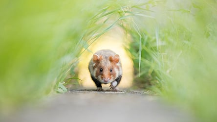 Названо найкращі фото дикої природи 2021 року за версією Nature InFocus: яскраві кадри - 285x160