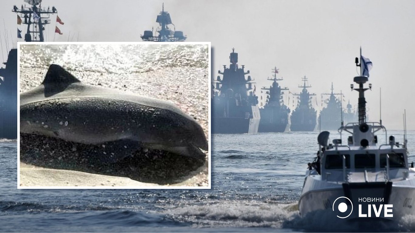 Почему в Черном море массово гибнут дельфины