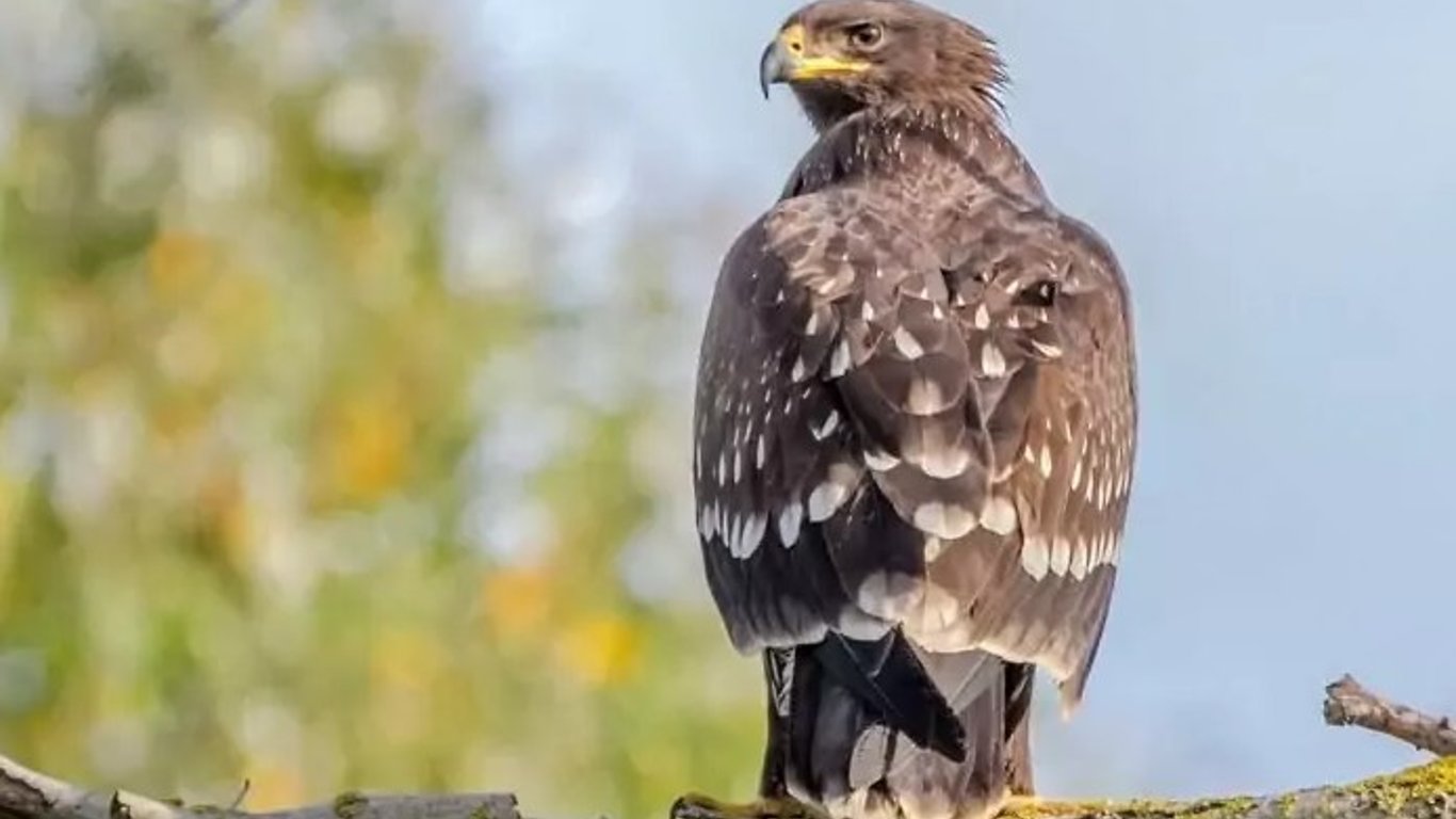 Чорнобиль - у зоні відчуження помітили унікальних птахів - фото