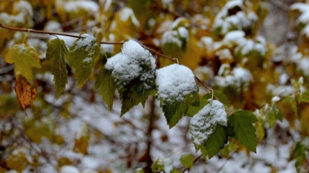 На Заході можливі дощі з мокрим снігом: прогноз погоди на 18 листопада в Україні - 285x160