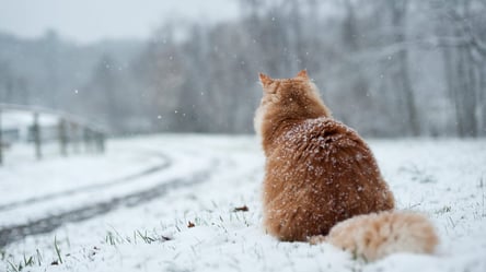 На Заході сніжитиме: прогноз погоди на 18 грудня в Україні - 285x160