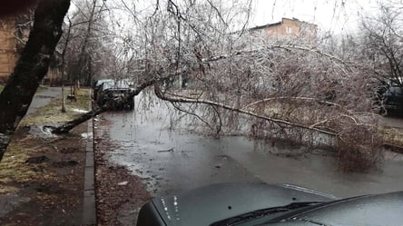 В Киеве непогода уничтожила почти тысячу деревьев. Фото - 285x160