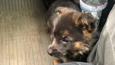 Одесские полицейские спасли голодного щенка. Фото - 285x160