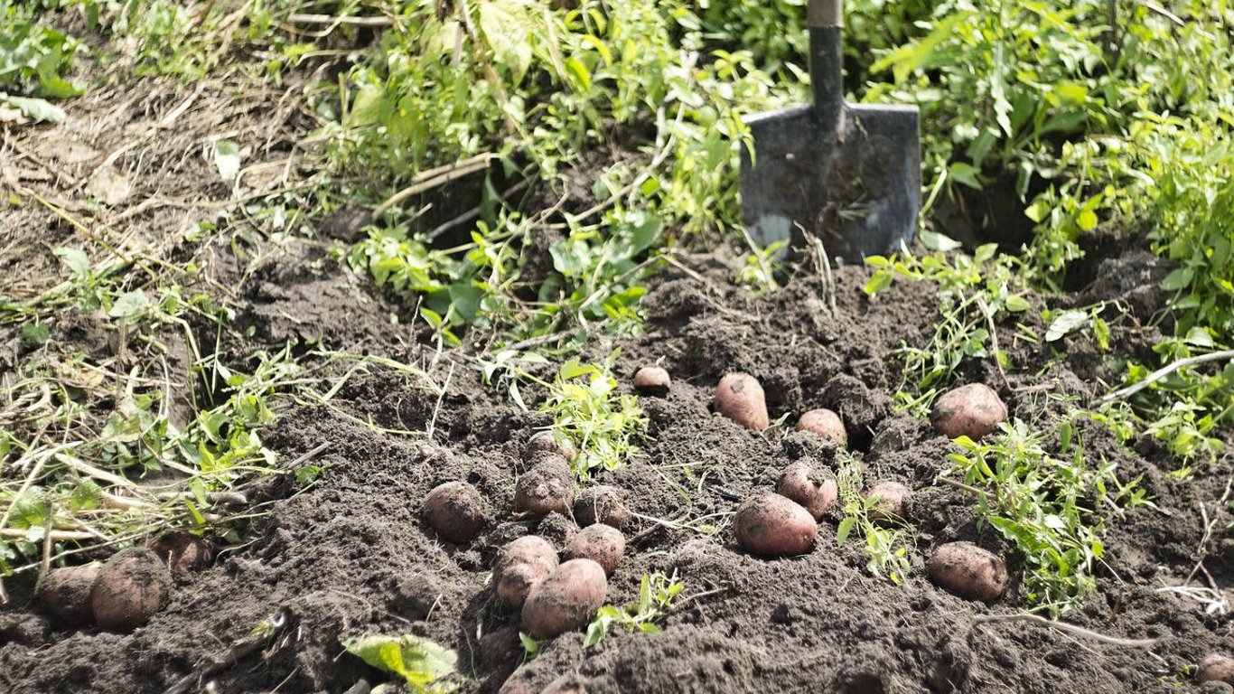 Саджав картоплю — отримав рік умовно: в Балті теща подала на зятя до суду
