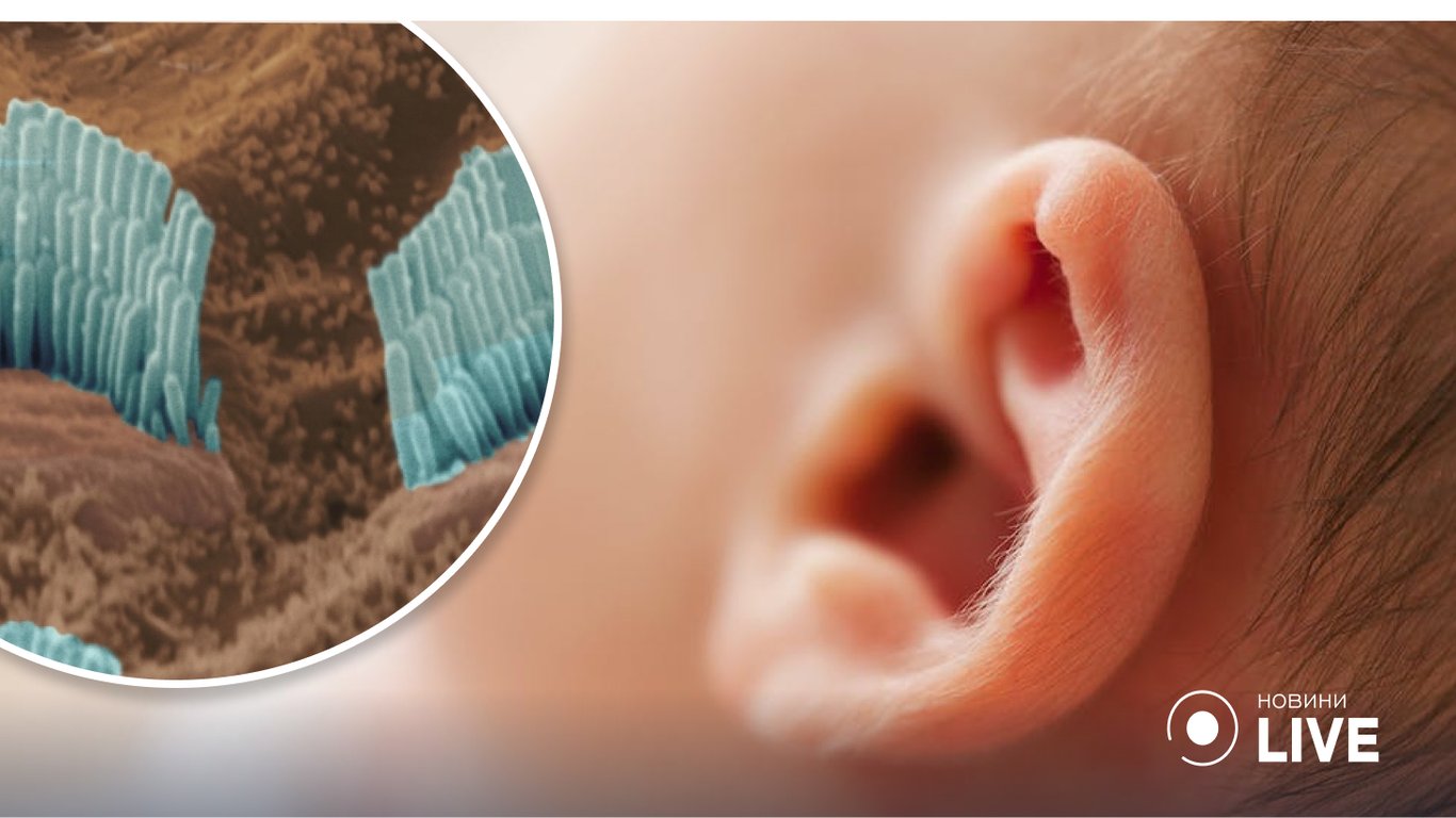 Сенсаційне відкриття: вчені виростили 60 мільйонів хробаків, аби збагнути, як працює слух