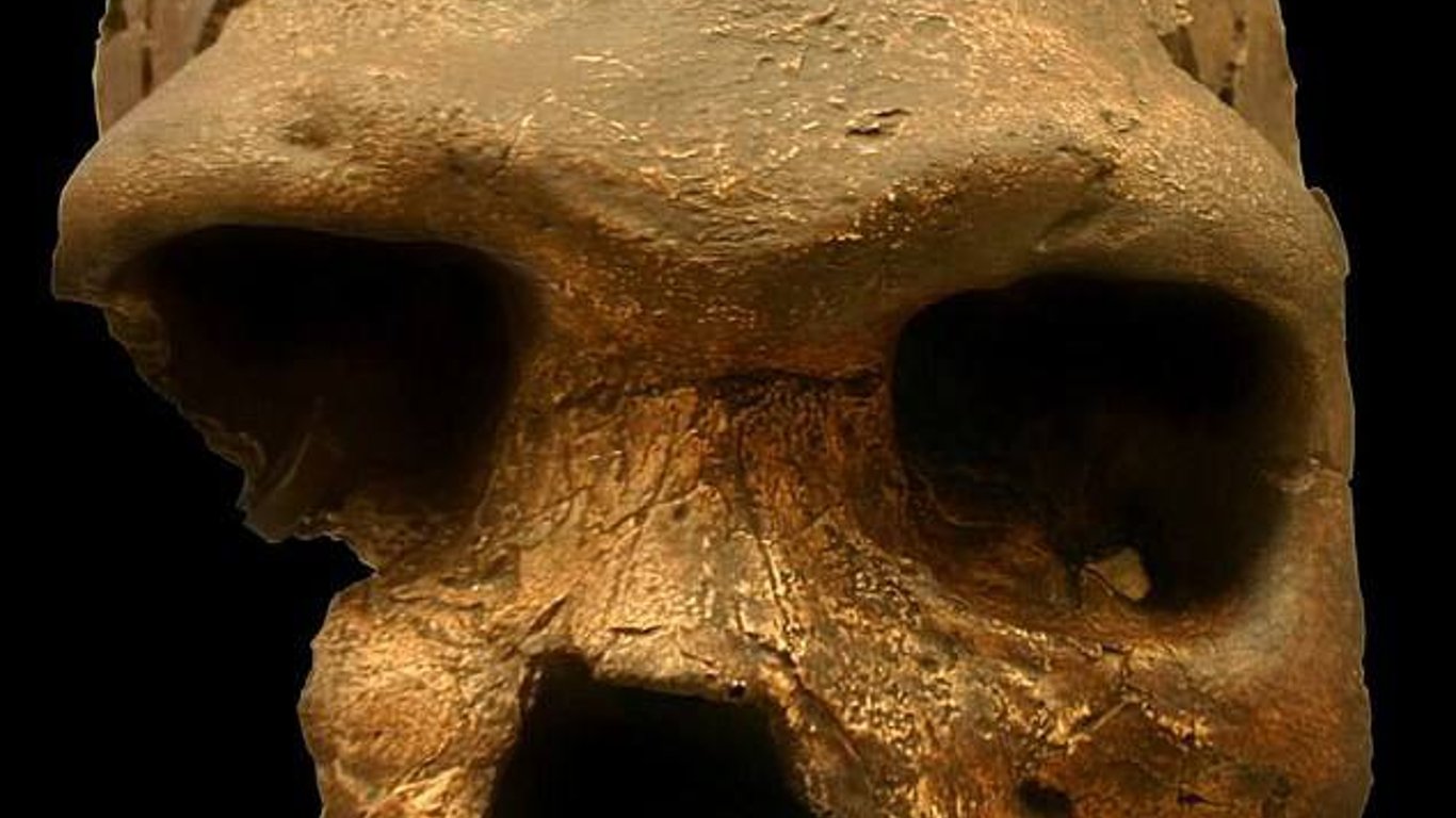 Обнаружили нового предка человека, жившего 500 000 лет назад - как он выглядел