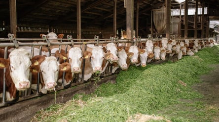 Україні загрожує дефіцит молока? Скільки продукції виробили у 2021 - 285x160