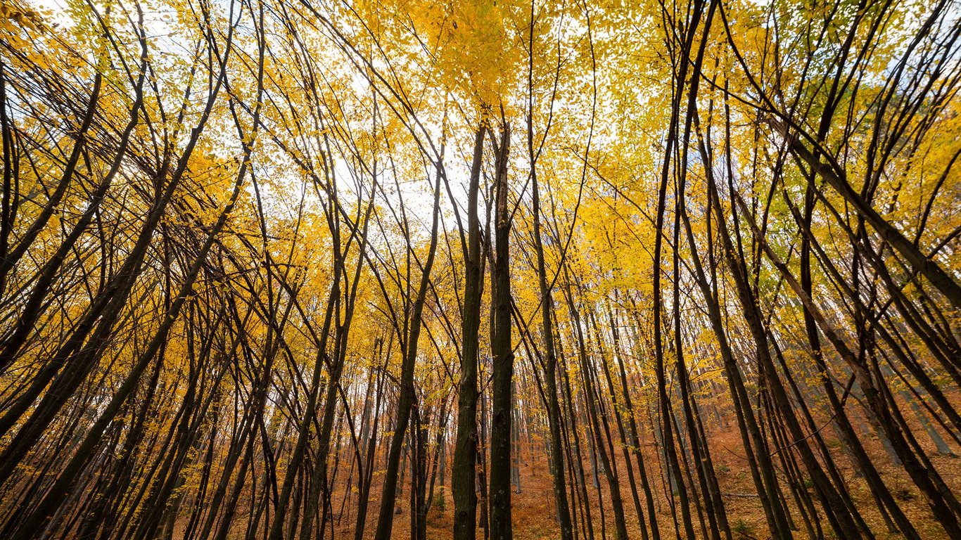 Як виглядає незвичний ліс на Прикарпатті з вигнутими деревами - фото