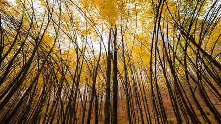 Як виглядає неймовірний вигнутий ліс на Прикарпатті. Фото - 285x160