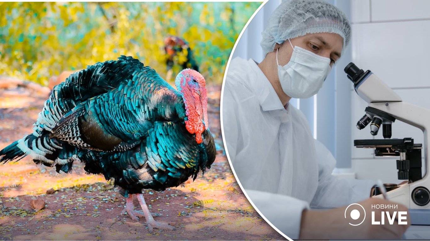 Вспышка птичьего гриппа в Великобритании – что известно