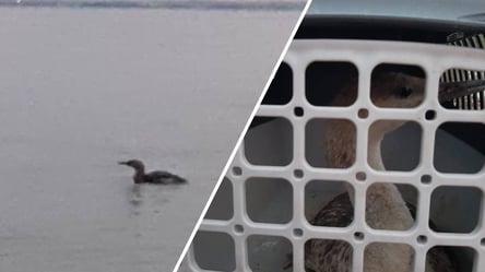 У воді – проворна, на суші – безпорадна: в Одесі врятували птицю - 285x160