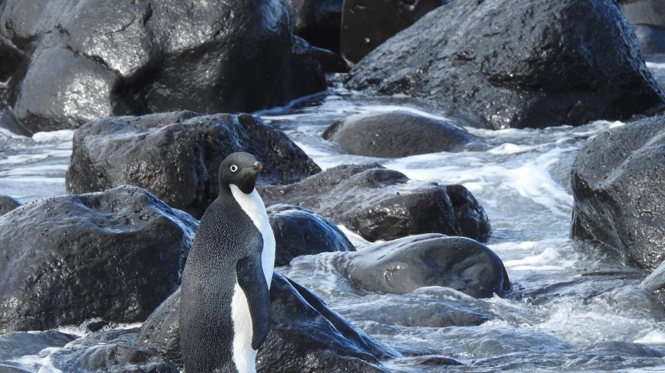 Пингвин приплыл в Новую Зеландию - подробности