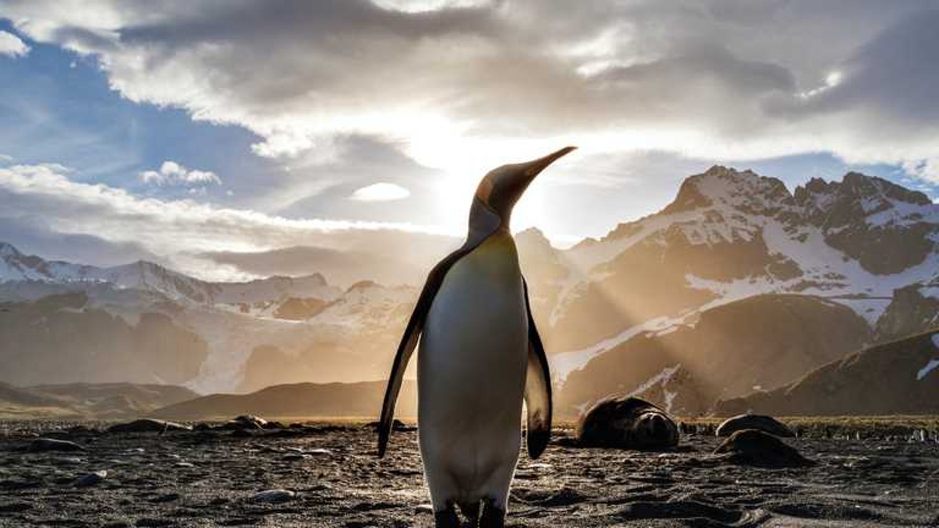 Императорские пингвины оказались на грани вымирания