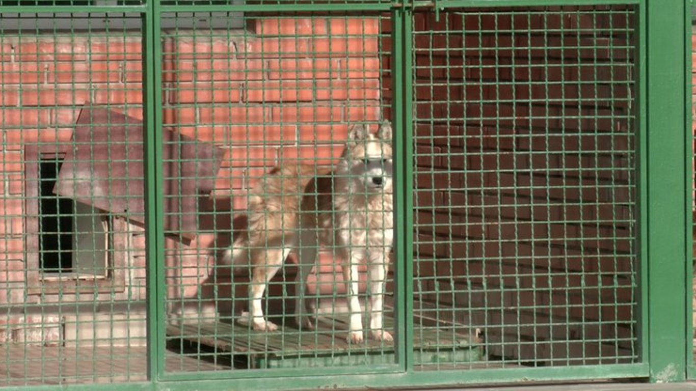 В Харьковском питомнике утепляют вольеры для животных