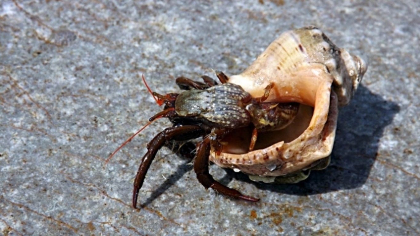 Активне розмноження рапанів у Азовському морі — чому хижак небезпечний