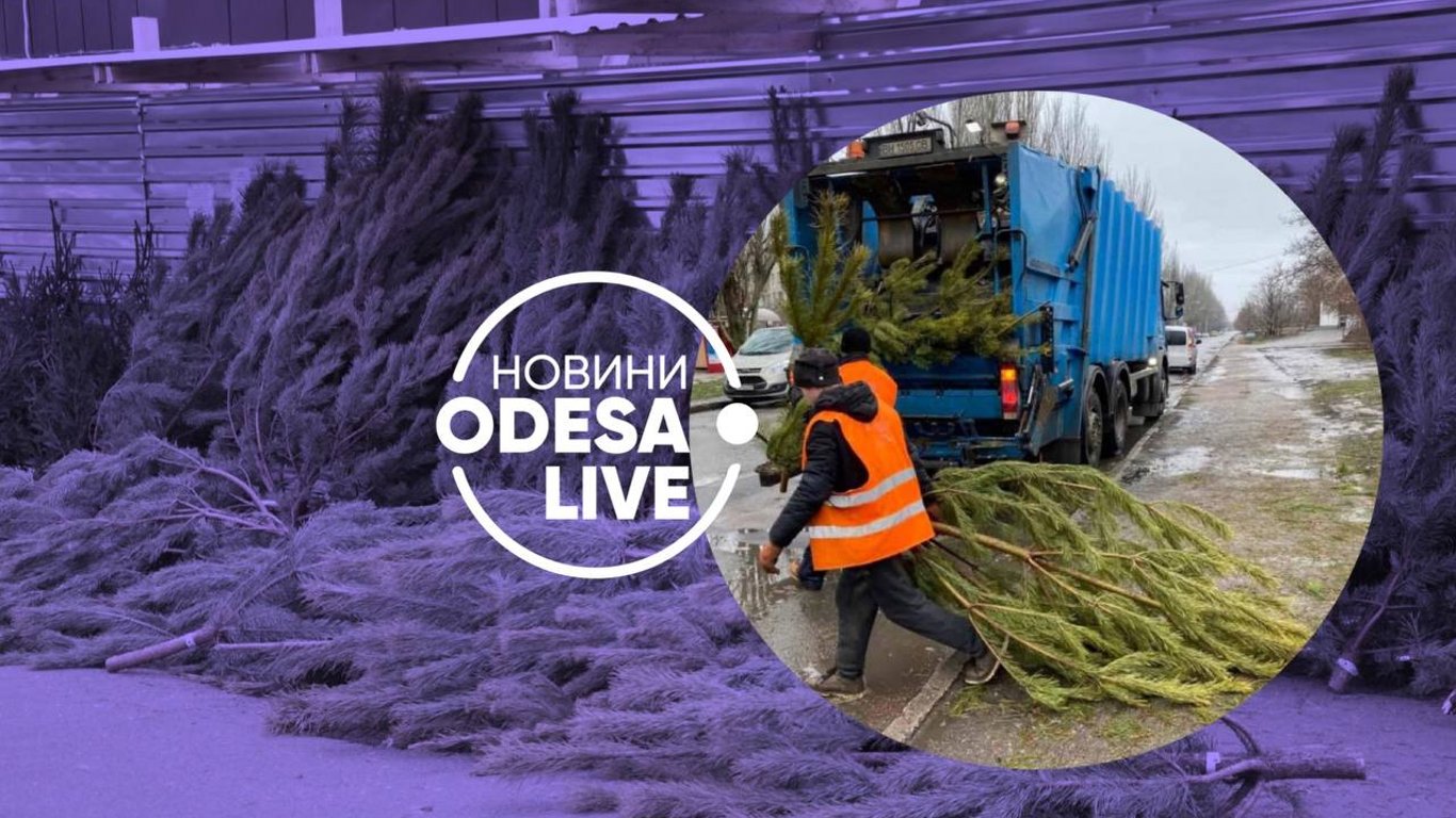 Предприниматели бросили на улицах Одессы около 6 000 елок после Нового года: почему их не смогли распродать