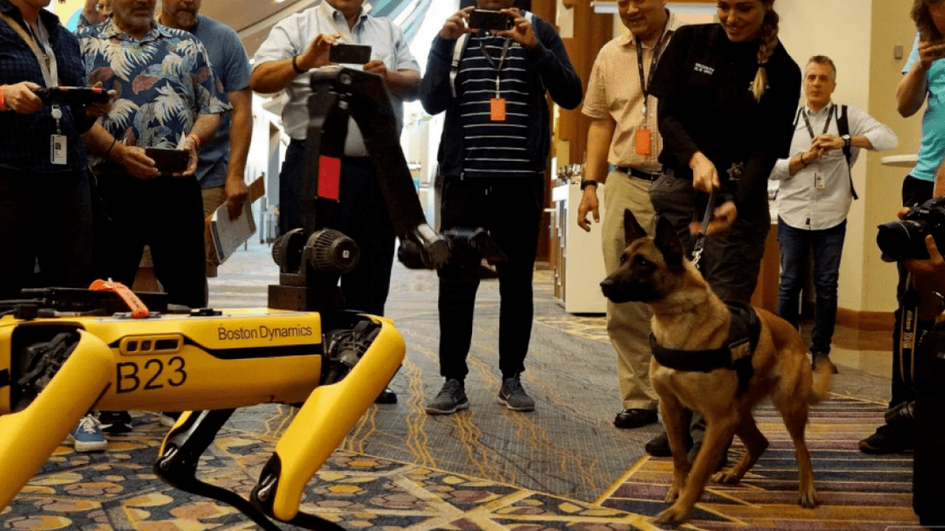 Робопсы Boston Dynamics на прогулке - как реагируют собаки