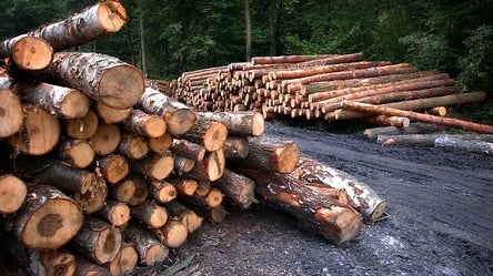 Незаконно рубил деревья: в Харькове будут судить мужчину - 285x160
