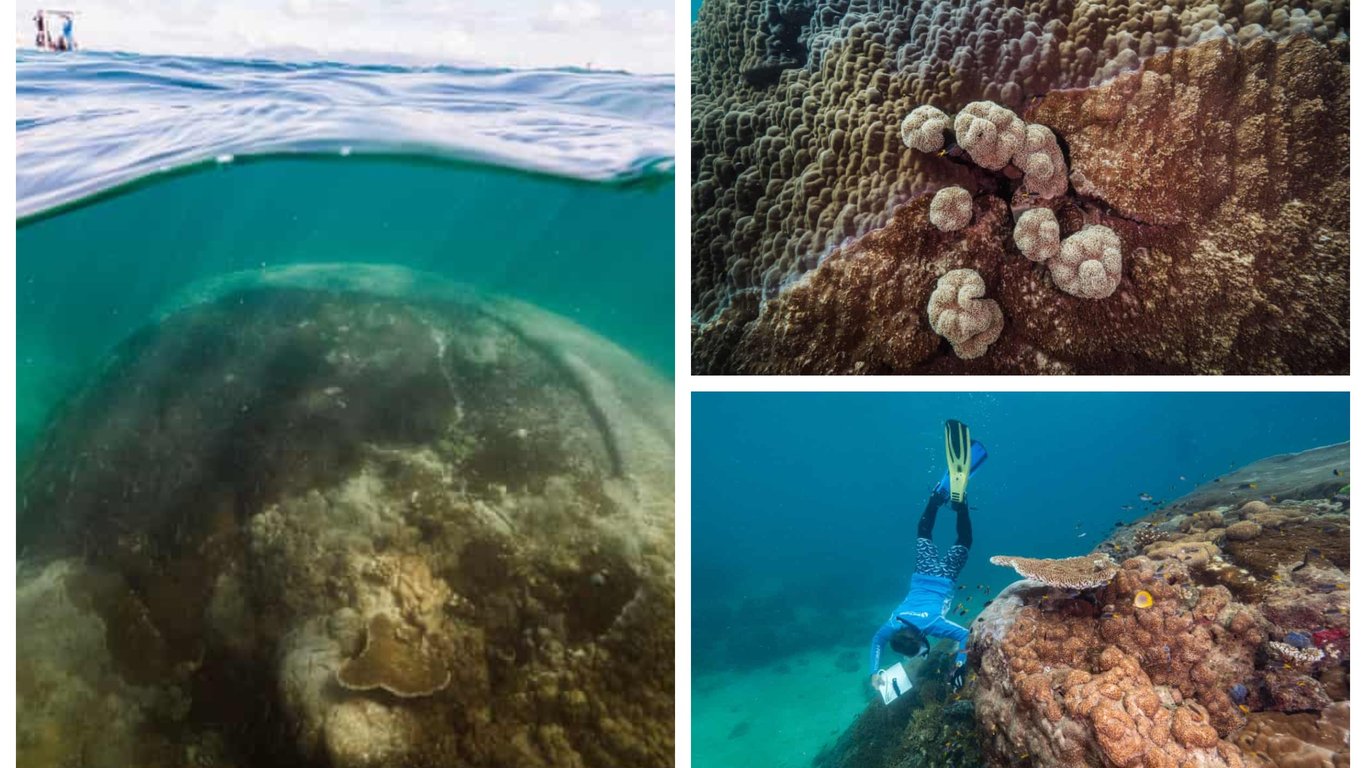 Крупнейший в мире коралл нашли экологи возле острова Орфей - фото