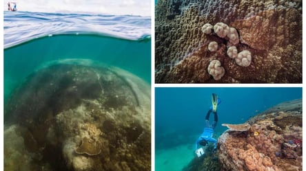 Похожий на многоквартирный дом: ученые нашли самый большой коралл Большого Барьерного рифа. Фото - 285x160