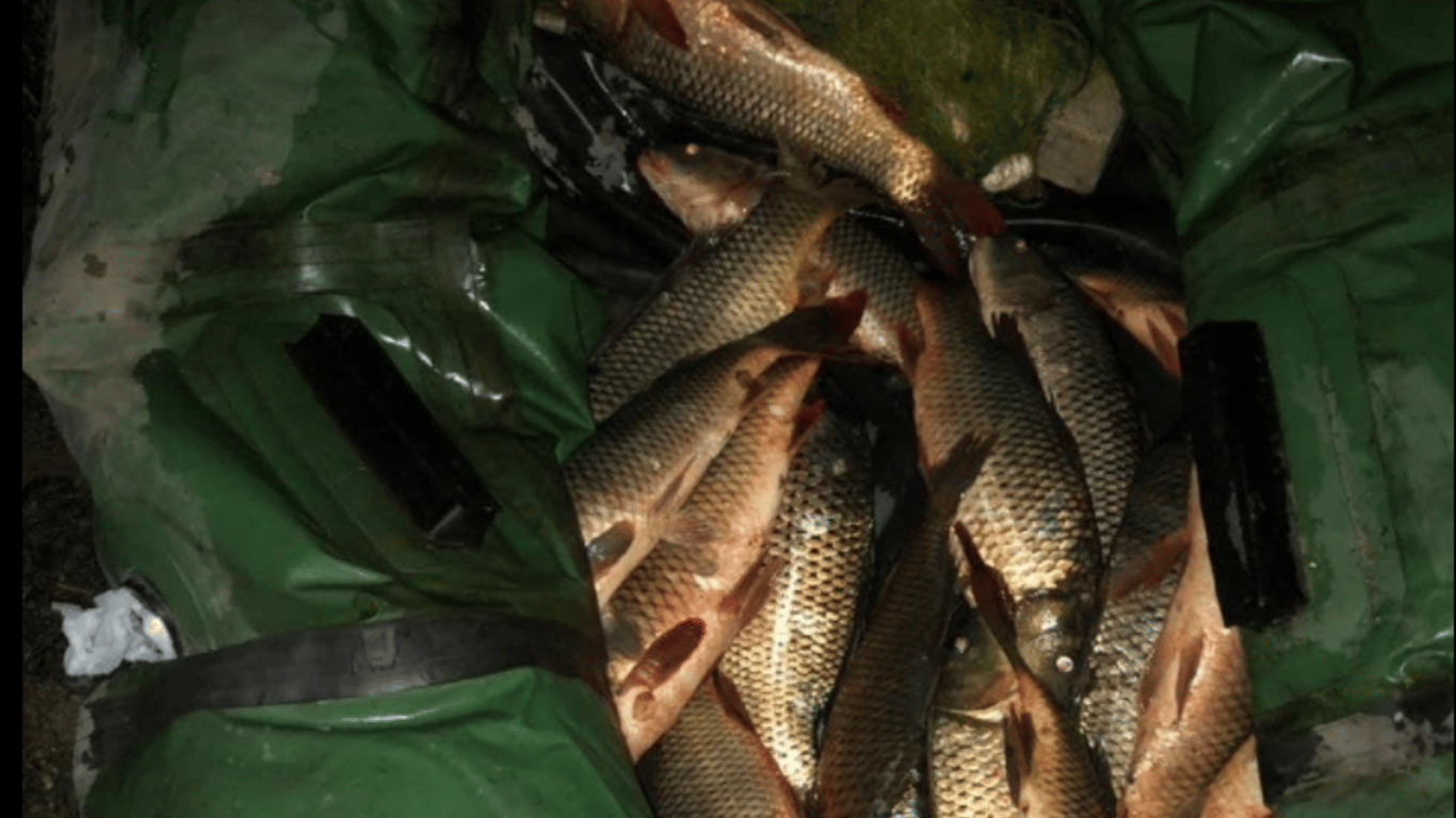 В Одесской области ночью поймали рыбака-браконьера - выловил рыбы на более чем 6 тысяч гривен