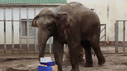 В Харькове слон Аун отметил 24-летие: как его поздравили в зоопарке. Видео - 285x160