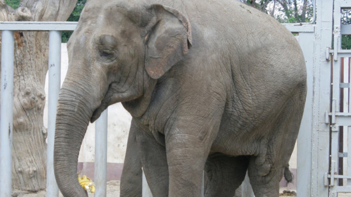 Врачи установили точную причину смерти слонихи Тенди в зоопарке Харькова