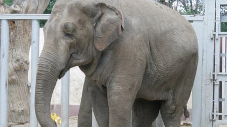 Смерть слонихи Тенді в зоопарку Харкова: лікарі назвали точну причину - 285x160