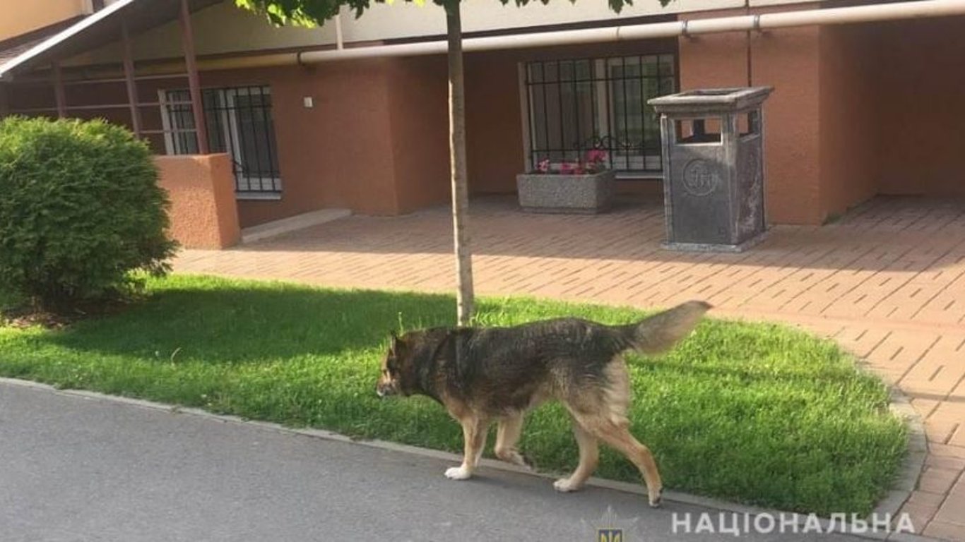 Убийство на Киевщине - собака помогла найти убийцу пенсионерки